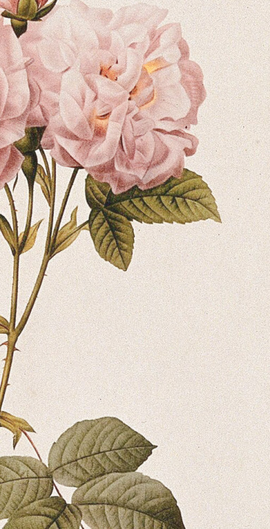 florealegiardini: Rosa damascena “Italica”, c.1824. Pierre-Joseph Redouté