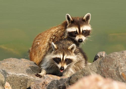 Q: What creature wears masks the best? A: Raccoons are the clear winner. While we’ll never look as c