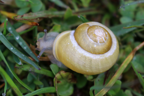 Land snails/snäckor.