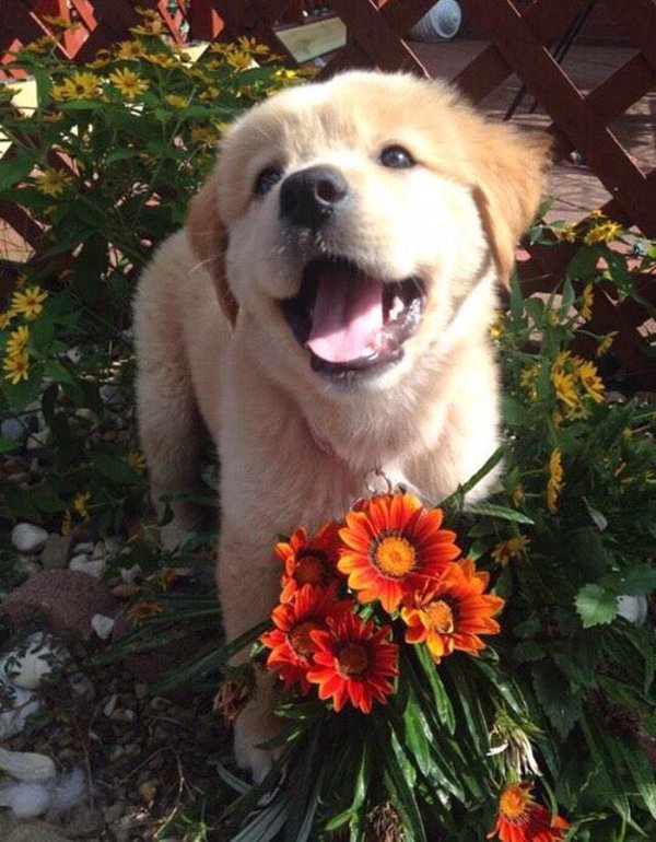 babyanimalgifs