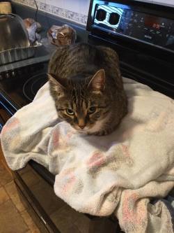 petermorwood: frederbee:  catsbeaversandducks: “My mother-in-law was baking one of her awesome Black Forest cakes for my sister-in-law’s birthday. She left the cake cooling and when she went to look…”Photos/caption by Annie Becker‎ If not