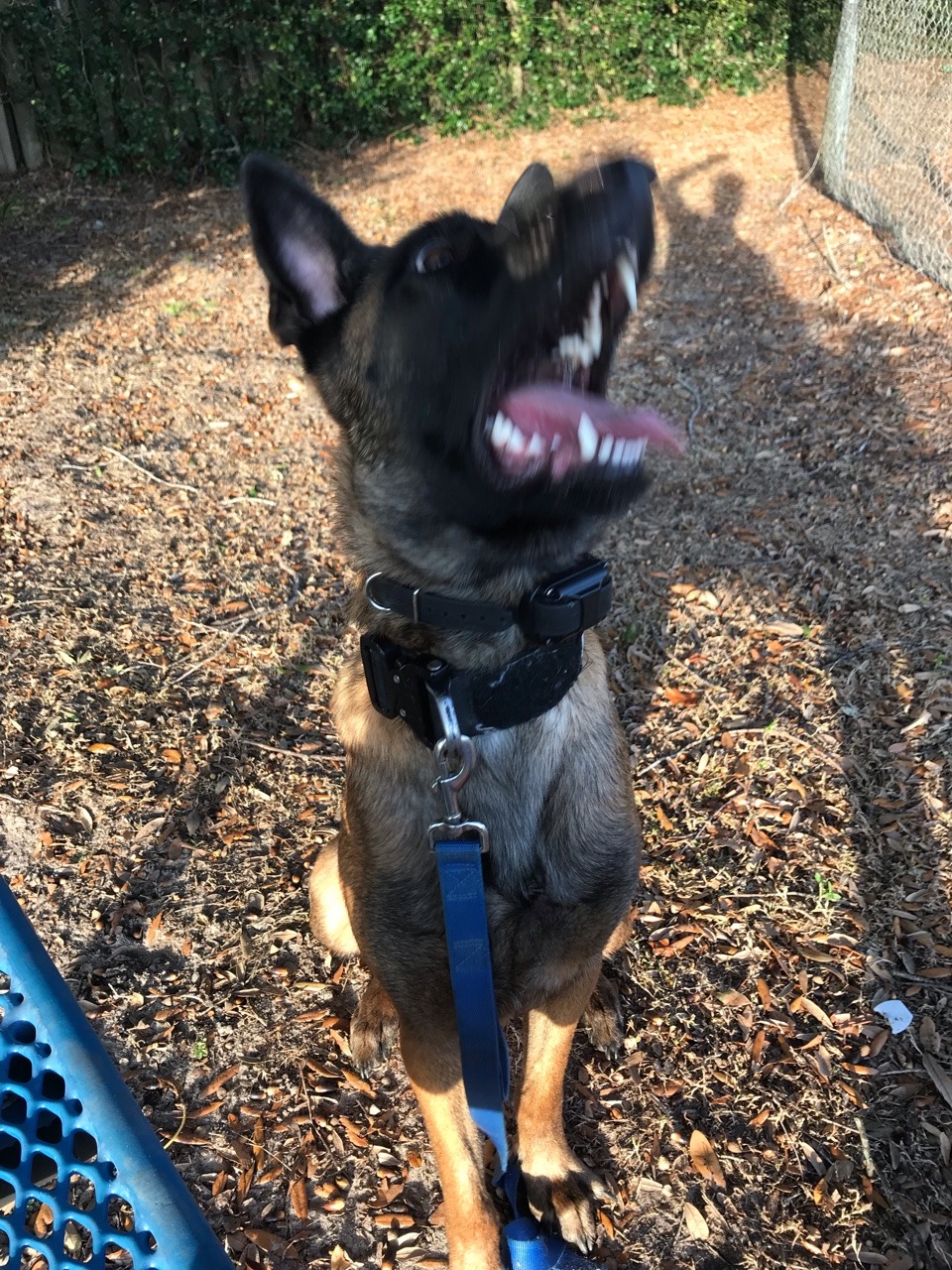 silver-sivien:  malociraptor:   teaalmighty:   teaalmighty: I love how dogs are super