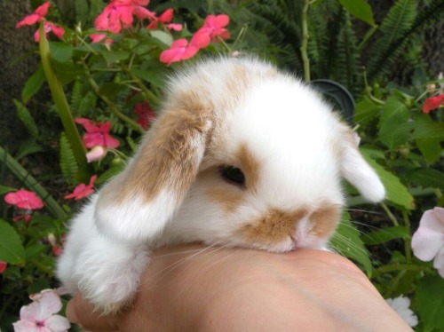 animals-addiction: Bunnies are just beautiful