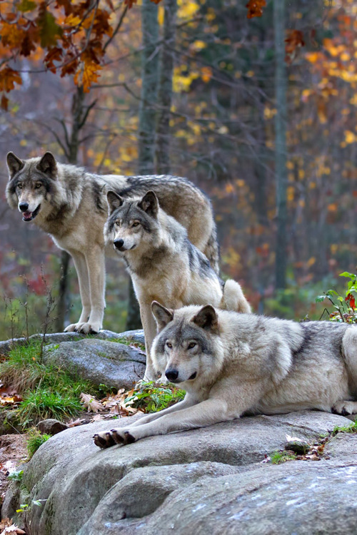 Timber Wolves by Jim Cumming