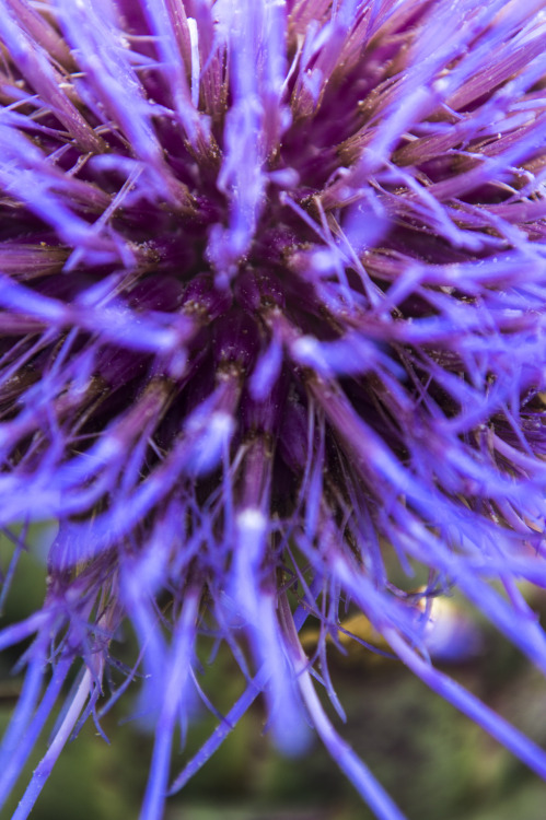 pragmaculture: artichoke flower