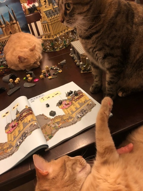 mykittyminka: When you’re trying to build your 6000-piece Lego set, but your cats are like&hel