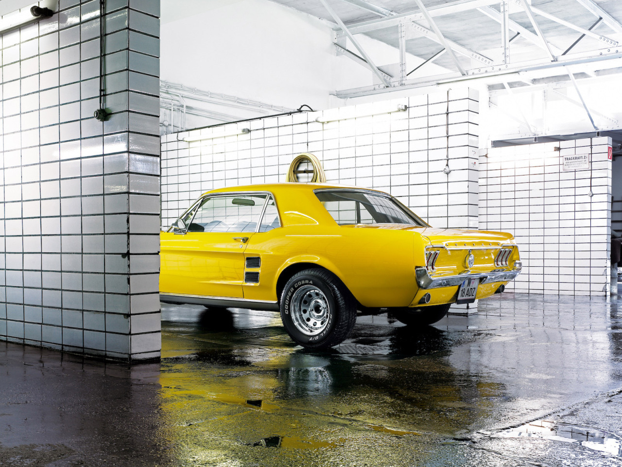 Ford Mustangs