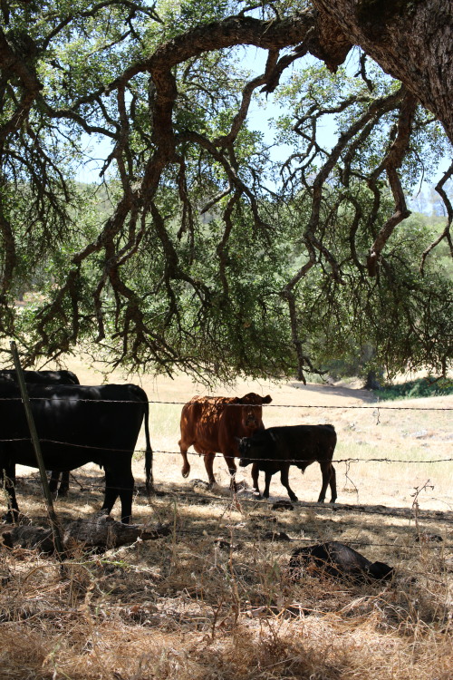 I’ve drive along Latrobe Road through El Dorado and Amador Counties and have always imagined how bea