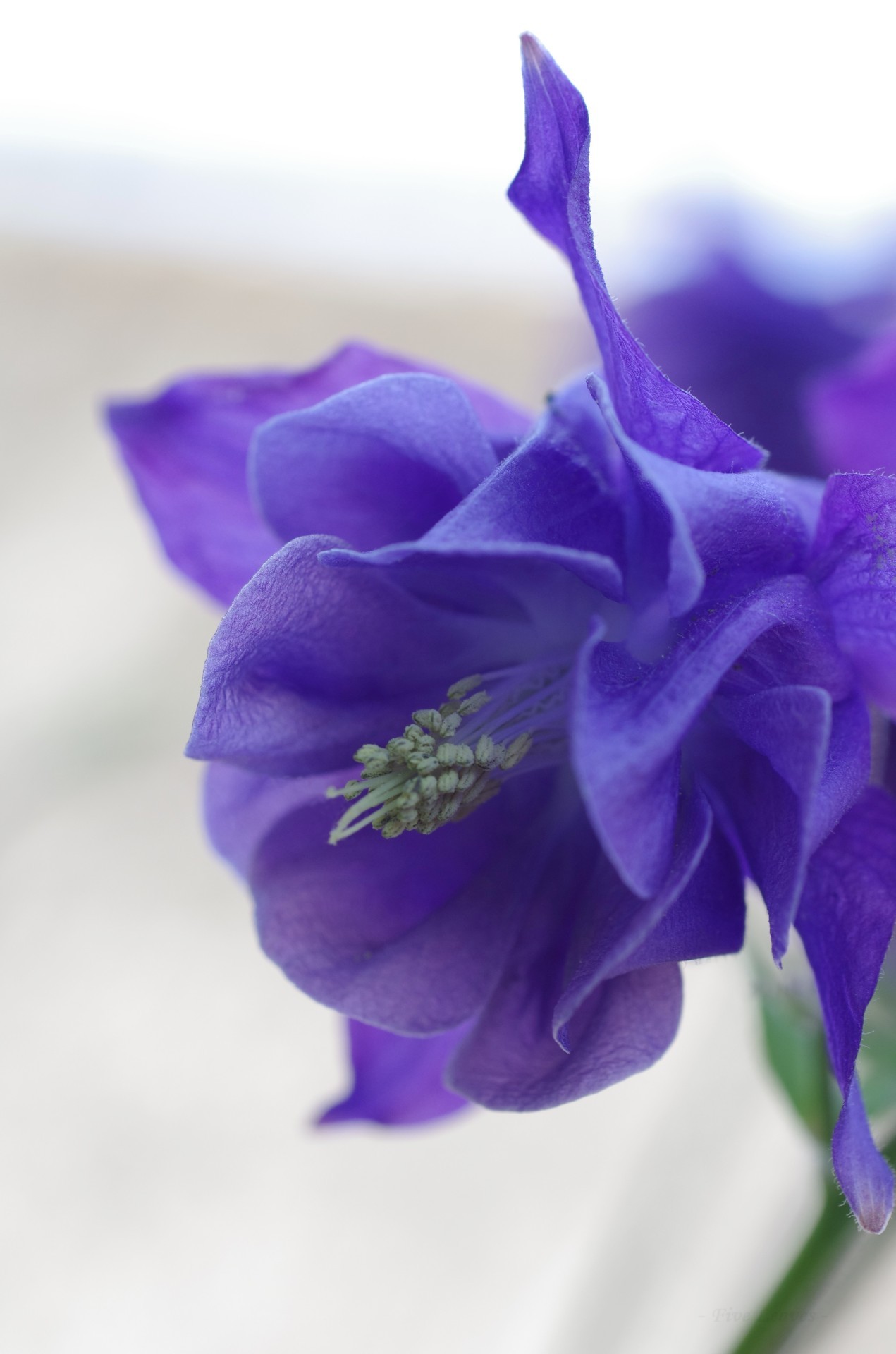 Uyamt S Memo 苧環 おだまき Columbine Granny S Bonnet Aquilegia Uyamt S Memo 苧環 おだまき Columbine Granny S Bonnet Aquilegia