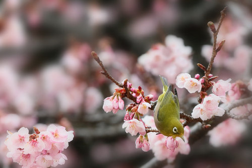 japan-overload:a white-eye with cherry blossoms. by cate♪ on Flickr.