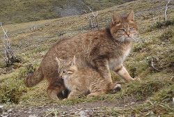 why-animals-do-the-thing: New footage of the elusive Chinese Mountain Cat!  (Image Credits: Shan Shui Conservation Center) This documentation of a barely-known species of small wild felid is incredible - it’s potentially the first active Chinese mountain