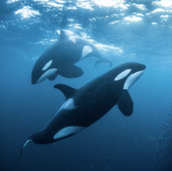 kohola-kai: Orca of the Norwegian Arctic