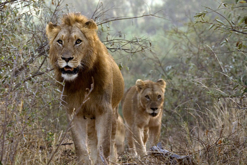 jaguarssoul:1/2 by Arno Meintjes(CC Attribution 2.0 Generic)