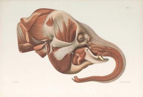 nevver:  Biodiversity Heritage Library