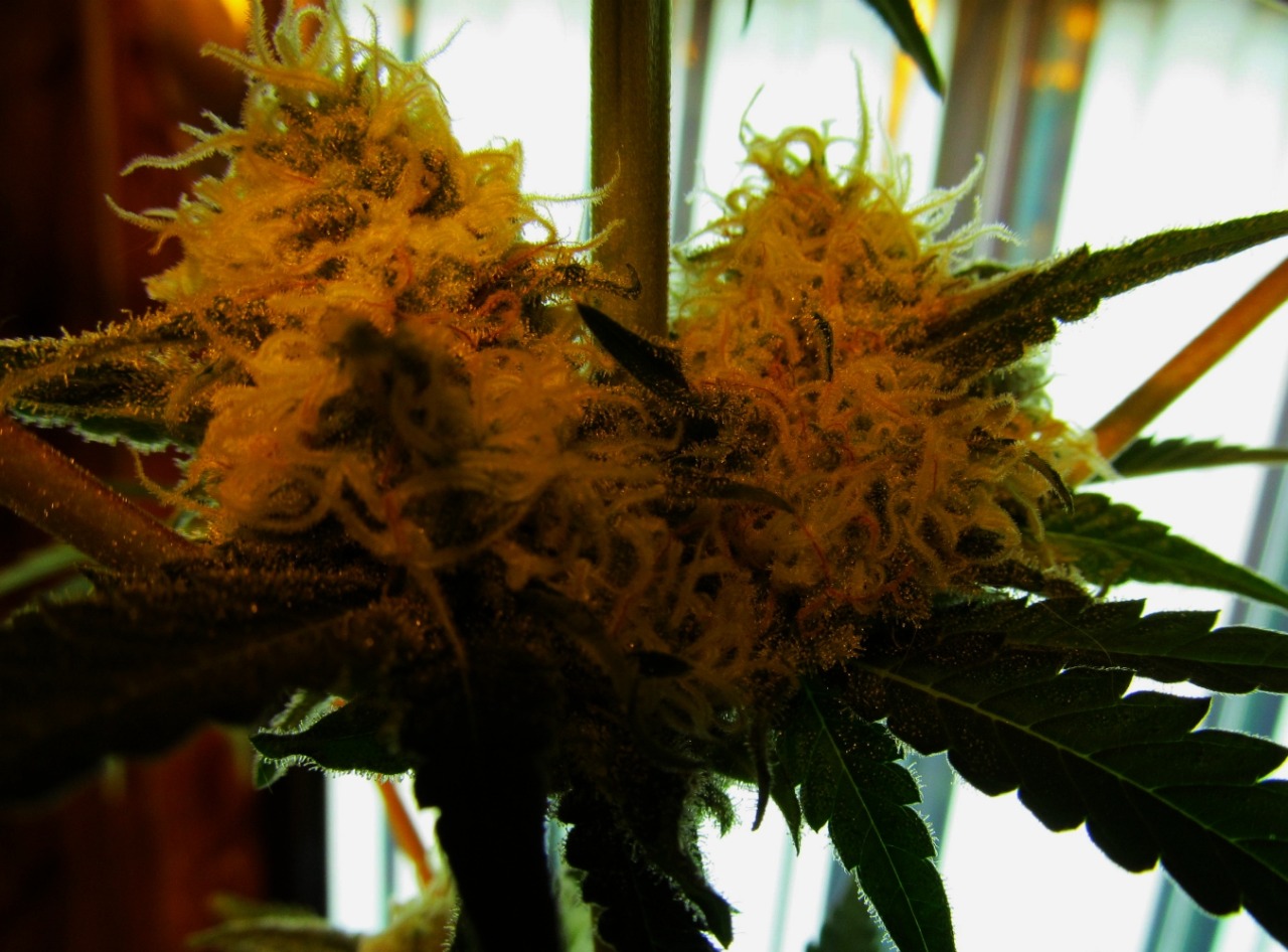 rebirthofalibra:  From Seed to Weed 