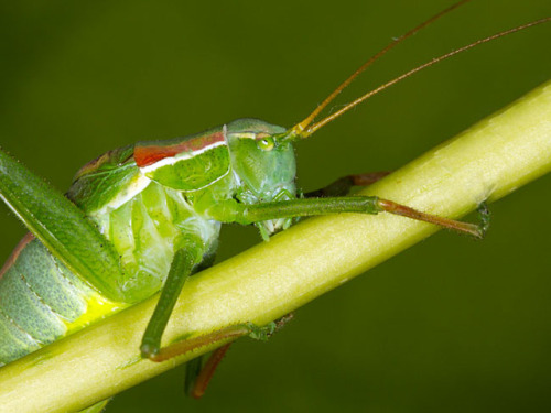 MORE-MODEST PLUMP BUSH-CRICKET(Isophya modestior) Savić, D. 2014.I’m not actually sure why the more-