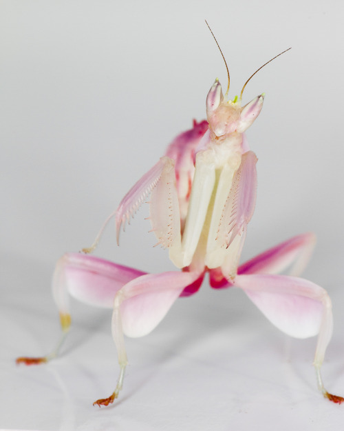 onenicebugperday: Orchid Mantis (Hymenopus coronatus), L6 FemalePhotos by Frupus