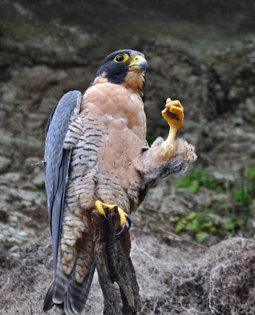 opticallyaroused:  A Falcon With Style