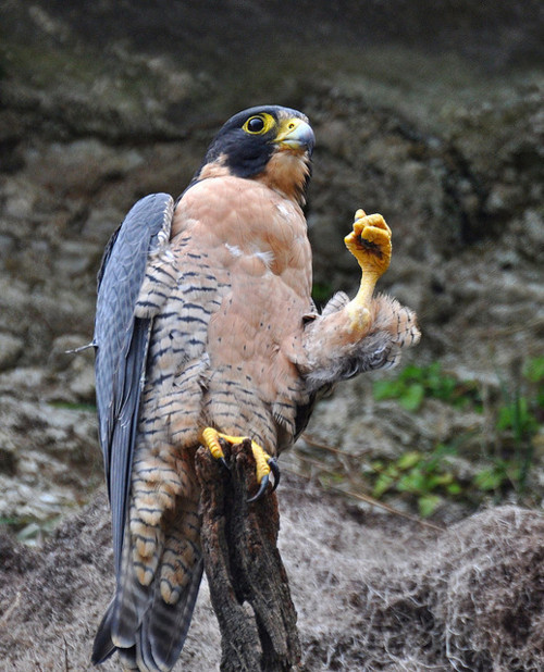 Porn Pics opticallyaroused:  A Falcon With Style