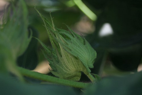 Dispatch from the Delta #4. Cotton.