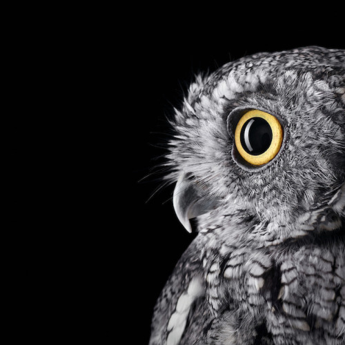 jedavu:Stunning Portraits of Owls Captured in Up-Close DetailIn this stunning series by Brad Wilson,