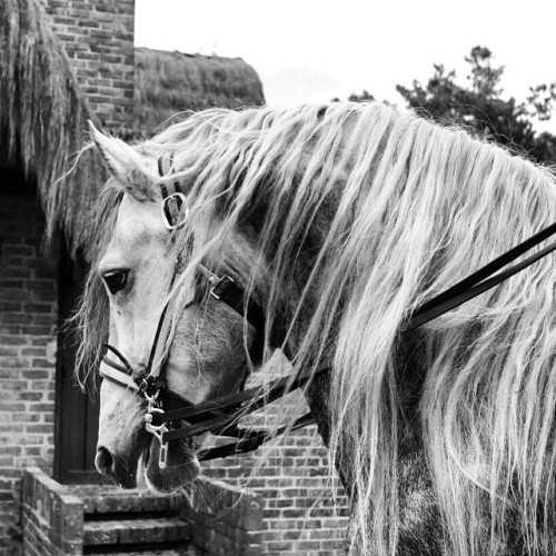 all-the-horses: Pay Per View (AKA High Calibre Pay Per View) By Pleasant View King Percheron, Stallion 19hh Born 2007 