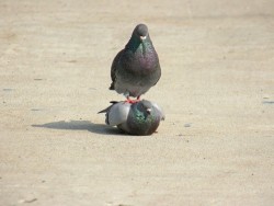 k-eke:  “Why do you love pigeons so much