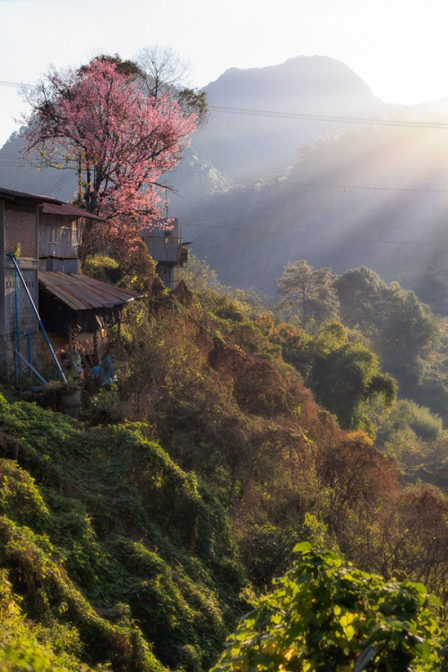 brutalgeneration:  Thailand Sakura (by Rickuz)