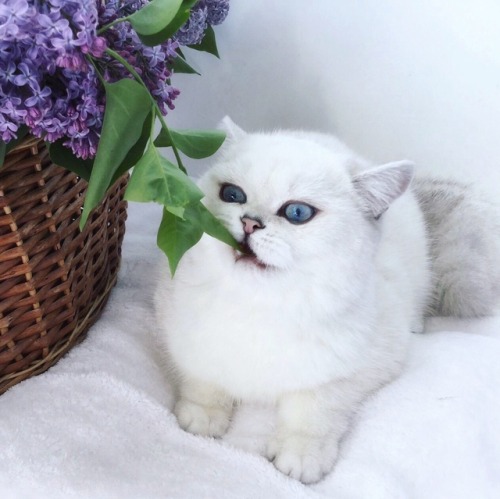Beautiful photo shoot with lilac