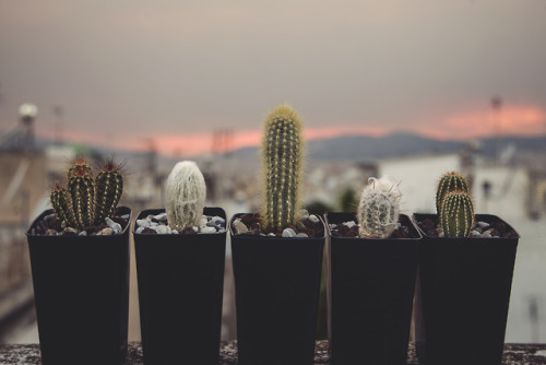 CactiAthens, GreeceBarbara Blue© 2009-2018