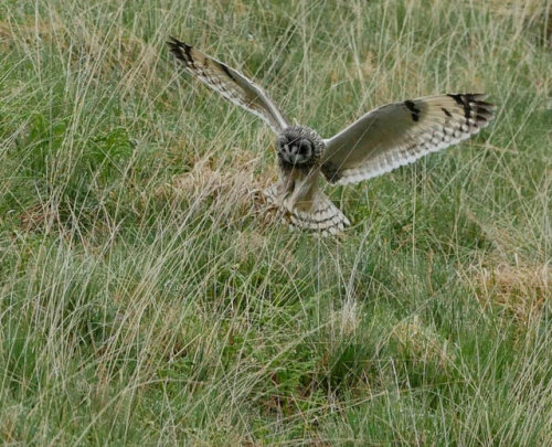 pagewoman:    Short-eared owl, Isle of Mull, Inner Hebrides, Scotland by Phil Gould 