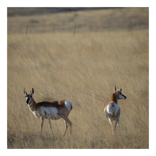 It was a good day for pronghorns.Near Sonoita, Arizona.