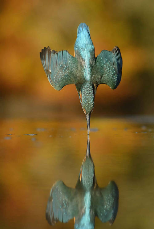 blazepress:Man Finally Captures the Perfect Kingfisher Photo After 6 Years and 720,000 Attempts