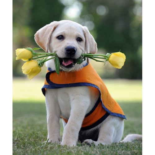 thecutestofthecute:Future service/guide dogs adult photos