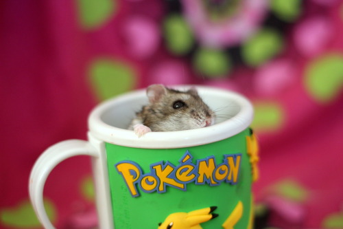 hamsters-in-cups:
“fluffyhamsters:
“Valentine vs Neisti
”
I recommend viewing images at full size! Too cute ^_^
”