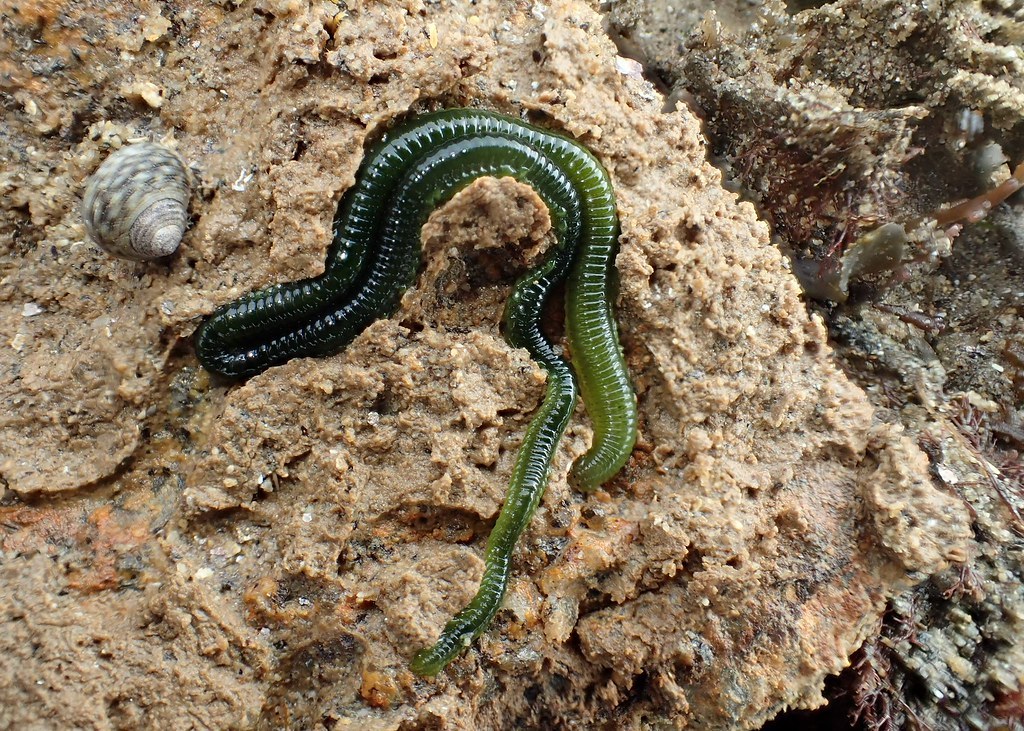 animalids:
“Green-leaf worm (Eulalia viridis)
Photo by Philippe Boissel
”