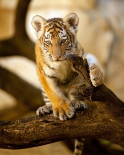 (via 500px / Tiger Cub by charles nolder)