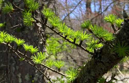 May 1st hike (well, walk, really) in Great Brook Farm State Park, in Carlisle MA.Top three: soft new