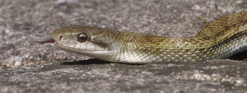 The aodaisho - Elaphe climacophora -  is mainland Japan&rsquo;s largest snake. It is quite comfortab