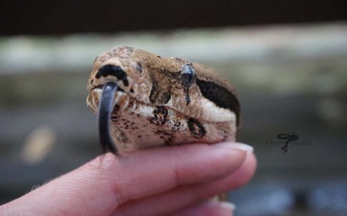 crispysnakes:Seabold - Super Stripe (Boa imperator)Large pupper. A good friend was kind enough to se