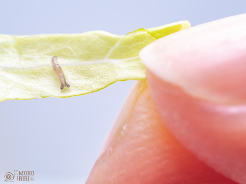 Baby Slug It S So Tiny And Cute 赤ちゃんナメクジ とても小さくてかわいい Baby Slug It S So Tiny And Cute 赤ちゃんナメクジ とても小さくてかわいい