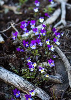 rivermusic:  Wild Pansies by   Dmitriy Viktorov