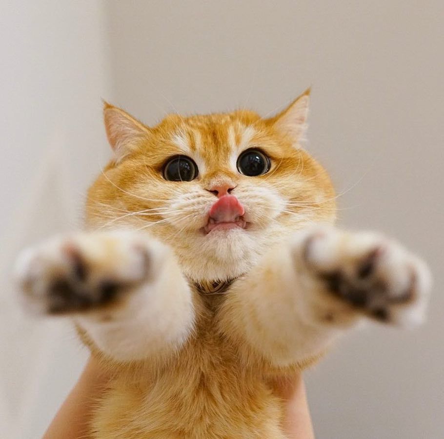 cat-lover-1001:  