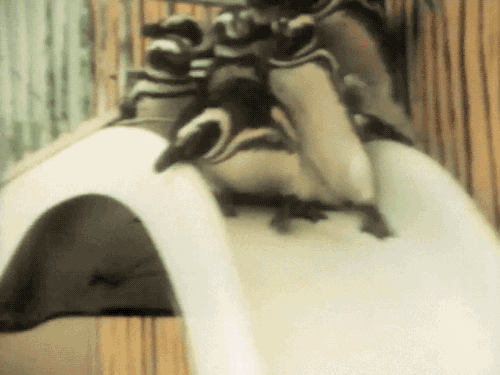 gameraboy:  Having a bad day? Please enjoy these penguins on a water slide! 