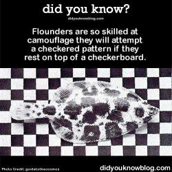 did-you-kno:  Flounders are so skilled at