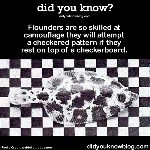 XXX did-you-kno:  Flounders are so skilled at photo