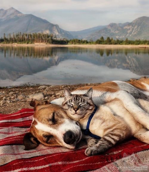 catsofinstagram:  From @henrythecoloradodog: “Sometimes I swear Baloo is smiling 😊” #catsofinstagram [source: https://ift.tt/2pRJ1TR ]