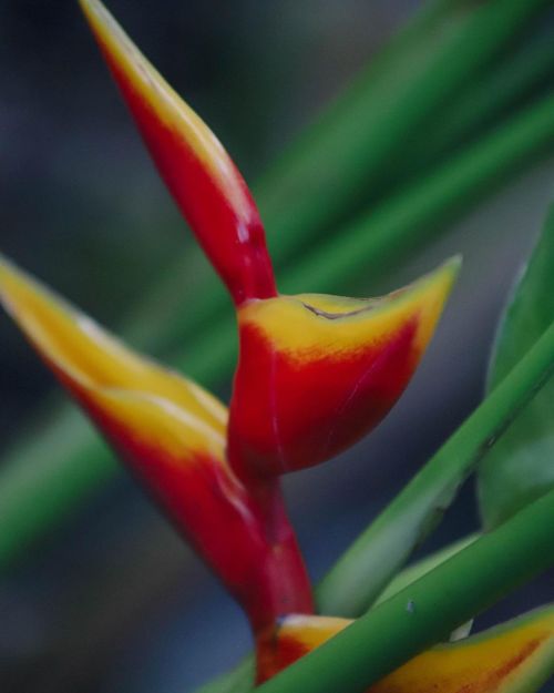 Waimea Valley flower!Such a nice Heliconia!#heliconia #heliconias #heliconiaplant #heliconiaflow