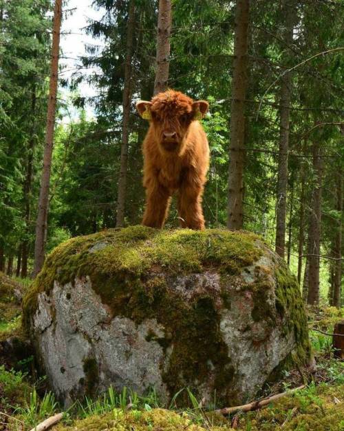 natural–blues:  mymodernmet:Adorable Highland Cattle Calves Are the World’s Cuddliest Little Cows  Srsly stop eating beef they’re like dogs ♡♡♡♡♡