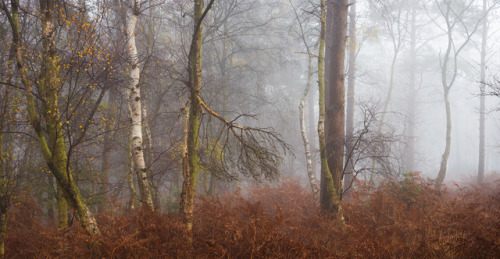 Forest Row - November 15th by Edd Allen Photocrowd | Facebook | Twitter | Instagram